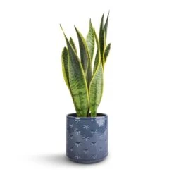 Sansevieria Trifasciata Laurentii - Variegated Snake Plant 37 Sansevieria Trifasciata Laurentii - Variegated Snake Plant -Plant potted plants Sansevieria trifasciata Laurentii Variegated Snake Plant 15x45cm Arley Plant Pot Blue Dragonfly 17x17.5cm 1702ed53 e585 4de7 8eaf 42bf240776e3