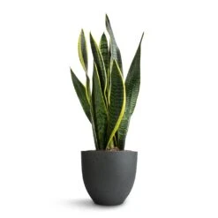 Coral Refined Planter - Pine Green -Plant potted plants Sansevieria trifasciata Laurentii Variegated Snake Plant 15x45cm Coral Refined Planter Pine Green 18x15cm 5bc3aa23 9893 4ee9 9113 75544579acf3