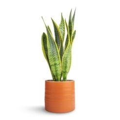 Hadleigh Plant Pot - Amber 17 Hadleigh Plant Pot - Amber -Plant potted plants Sansevieria trifasciata Laurentii Variegated Snake Plant 15x45cm Hadleigh Plant Pot Amber 17x15cm