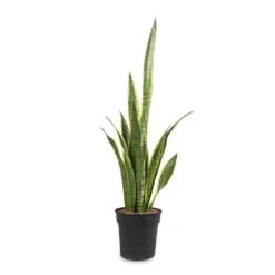 Sansevieria Trifasciata Laurentii - Variegated Snake Plant 31 Sansevieria Trifasciata Laurentii - Variegated Snake Plant -Plant potted plants Sansevieria trifasciata Laurentii Variegated Snake Plant 16x60cm