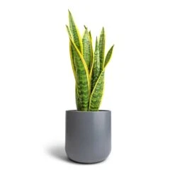 Sansevieria Trifasciata Laurentii - Variegated Snake Plant 28 Sansevieria Trifasciata Laurentii - Variegated Snake Plant -Plant potted plants Sansevieria trifasciata Laurentii Variegated Snake Plant 17x55cm Lisbon Plant Pot Charcoal 21x21cm