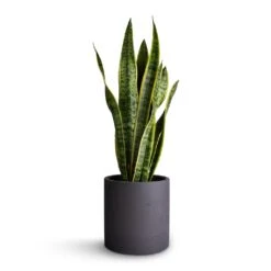 Sansevieria Trifasciata Laurentii - Variegated Snake Plant 38 Sansevieria Trifasciata Laurentii - Variegated Snake Plant -Plant potted plants Sansevieria trifasciata Laurentii Variegated Snake Plant 17x65cm Puk Plant Pot Black Washed 20x20cm f57622ab 7889 4d3b 8347 b54bea5fec77