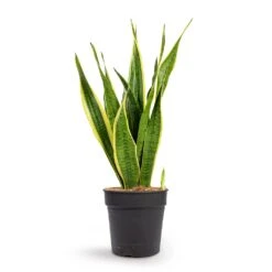 Sansevieria Trifasciata Laurentii - Variegated Snake Plant 33 Sansevieria Trifasciata Laurentii - Variegated Snake Plant -Plant potted plants Sansevieria trifasciata Laurentii Variegated Snake Plant 21x70cm