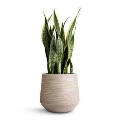 Sansevieria Trifasciata Laurentii - Variegated Snake Plant 32 Sansevieria Trifasciata Laurentii - Variegated Snake Plant -Plant potted plants Sansevieria trifasciata Laurentii Variegated Snake Plant 21x70cm Dune Darcy Planter Oat 30x26cm 6572a0a9 e86b 42e5 bc37 42182fd857fc