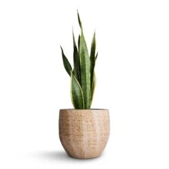 Sansevieria Trifasciata Laurentii - Variegated Snake Plant 36 Sansevieria Trifasciata Laurentii - Variegated Snake Plant -Plant potted plants Sansevieria trifasciata Laurentii Variegated Snake Plant 21x70cm Emmy Plant Pot Camel 28x25cm