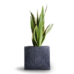 Raindrop Cube Planter - Anthracite -Plant potted plants Sansevieria trifasciata Laurentii Variegated Snake Plant 21x70cm Raindrop Cube Planter Anthracite 30x30x27cm