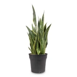 Sansevieria Trifasciata Laurentii - Variegated Snake Plant 41 Sansevieria Trifasciata Laurentii - Variegated Snake Plant -Plant potted plants Sansevieria trifasciata Laurentii Variegated Snake Plant 27x80cm