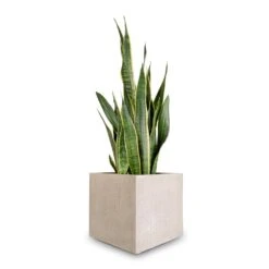 Sansevieria Trifasciata Laurentii - Variegated Snake Plant 40 Sansevieria Trifasciata Laurentii - Variegated Snake Plant -Plant potted plants Sansevieria trifasciata Laurentii Variegated Snake Plant 27x80cm Raindrop Cube Planter Stone 30x30x27cm