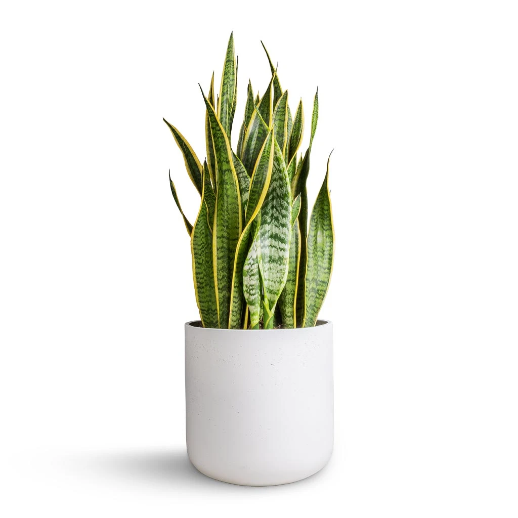 Sansevieria Trifasciata Laurentii - Variegated Snake Plant 3 Sansevieria Trifasciata Laurentii - Variegated Snake Plant