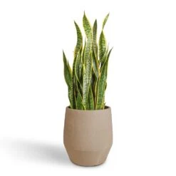 Humus Plant Pot - Concrete -Plant potted plants Sansevieria trifasciata Laurentii Variegated Snake Plant 30x90cm Humus Plant Pot Concrete 37x42.5cm 392151dc 9f71 4df0 aa38 9442d0eaaeb9