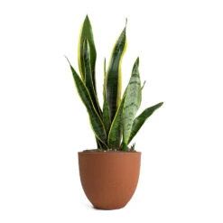 Coral Refined Planter - Canyon Orange -Plant potted plants Sansevieria trifasciata Laurentii Variegated Snake Plant Coral Refined Planter Canyon Orange