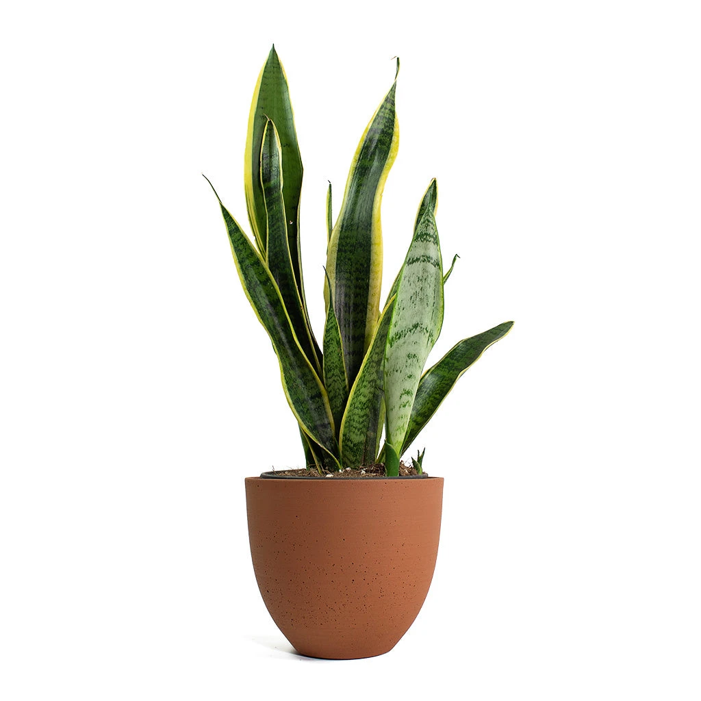 Sansevieria Trifasciata Laurentii - Variegated Snake Plant 11 Sansevieria Trifasciata Laurentii - Variegated Snake Plant - Image 9