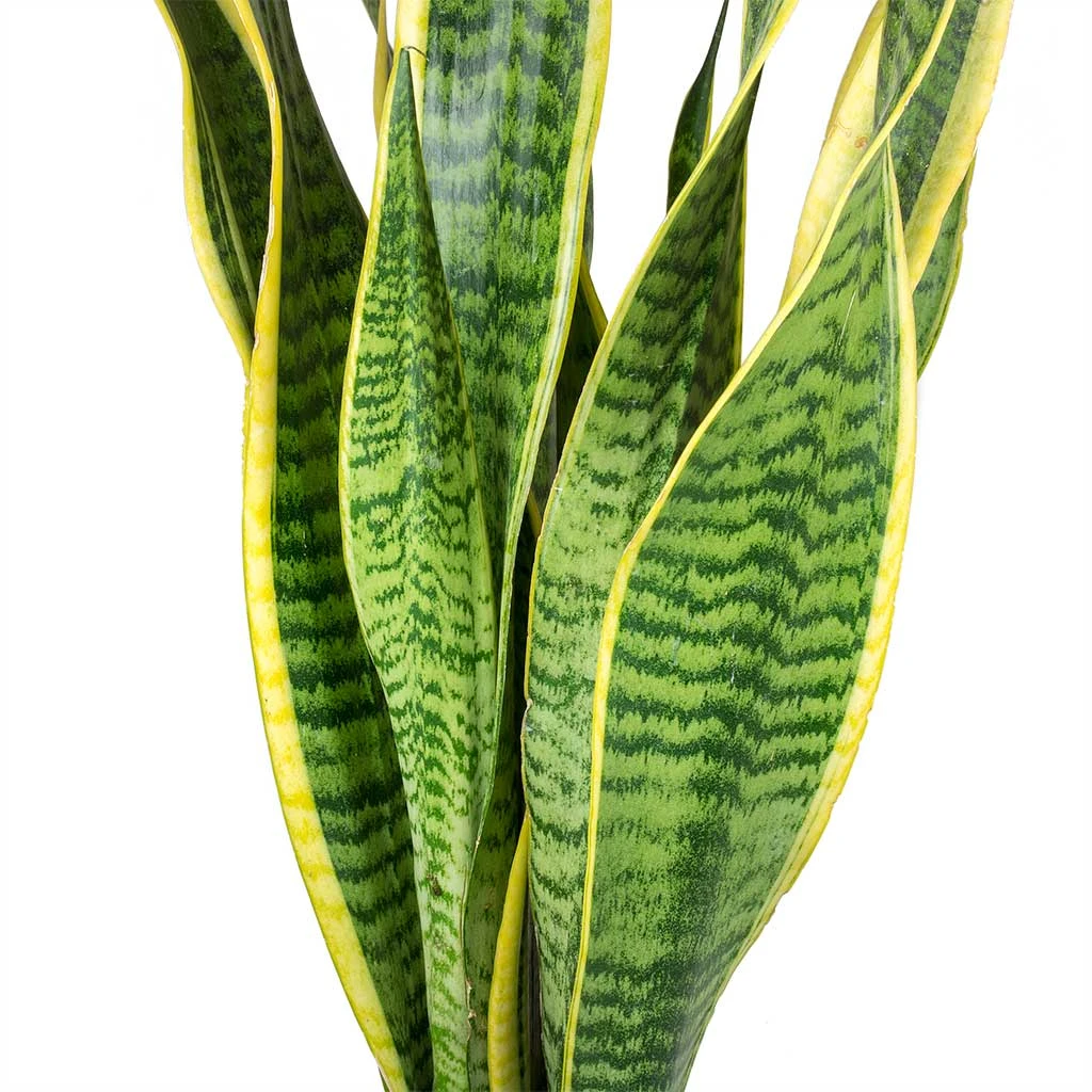 Sansevieria Trifasciata Laurentii - Variegated Snake Plant 4 Sansevieria Trifasciata Laurentii - Variegated Snake Plant - Image 2