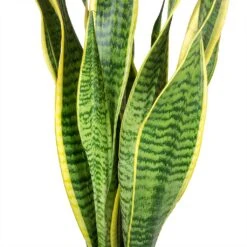 Sansevieria Laurentii - HydroCare -Plant potted plants Sansevieria trifasciata Laurentii Variegated Snake Plant Leaves b5314f95 3521 419e 8410 7040d36a26c8