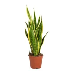 Sansevieria Trifasciata Laurentii - Variegated Snake Plant 27 Sansevieria Trifasciata Laurentii - Variegated Snake Plant -Plant potted plants Sansevieria trifasciata Laurentii Variegated Snake Plant Small