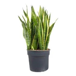 Sansevieria Trifasciata Laurentii - Variegated Snake Plant 39 Sansevieria Trifasciata Laurentii - Variegated Snake Plant -Plant potted plants Sansevieria trifasciata Laurentii Variegated Snake Plant XL