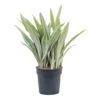 Sansevieria Trifasciata Metallica - Snake Plant -Plant potted plants Sansevieria trifasciata Metallica Snake Plant