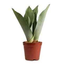 Sansevieria Trifasciata Moonshine - Snake Plant -Plant potted plants Sansevieria trifasciata Moonshine Snake Plant 12x35cm 50a63810 e3e0 4615 80fd d15cf6a469a0