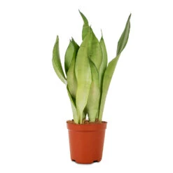 Sansevieria Trifasciata Moonshine - Snake Plant -Plant potted plants Sansevieria trifasciata Moonshine Snake Plant 12x40cm