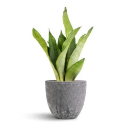 Sansevieria Trifasciata Moonshine - Snake Plant -Plant potted plants Sansevieria trifasciata Moonshine Snake Plant 12x40cm Bola Artstone Plant Pot Grey 17x15cm 7181 e4543587 9fb9 4632 a3bc b09d151220fe