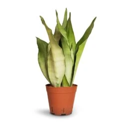 Sansevieria Trifasciata Moonshine - Snake Plant -Plant potted plants Sansevieria trifasciata Moonshine Snake Plant 14x45cm