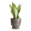 Sansevieria Trifasciata Moonshine - Snake Plant -Plant potted plants Sansevieria trifasciata Moonshine Snake Plant 14x45cm Aries Handles Plant Pot Charcoal 19x20cm