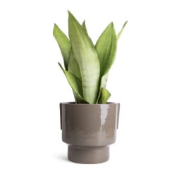 Aries Handles Plant Pot - Charcoal 15 Aries Handles Plant Pot - Charcoal -Plant potted plants Sansevieria trifasciata Moonshine Snake Plant 14x45cm Aries Handles Plant Pot Charcoal 19x20cm 1823bc8b 838b 4df4 8d2d e8d8ea689467