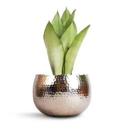 Sansevieria Trifasciata Moonshine - Snake Plant -Plant potted plants Sansevieria trifasciata Moonshine Snake Plant 14x45cm Hammered Bowl Nickel with Black 19x14cm 34ff7d59 58ec 4695 ac06 530d91d146d2