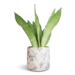 Sansevieria Trifasciata Moonshine - Snake Plant -Plant potted plants Sansevieria trifasciata Moonshine Snake Plant 14x45cm Lazzaro Plant Pot Vintage Bird 18x16cm 2f71f2a0 b2a9 4447 8646 fa0ca8e969d1