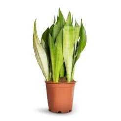 Sansevieria Trifasciata Moonshine - Snake Plant -Plant potted plants Sansevieria trifasciata Moonshine Snake Plant 21x70cm