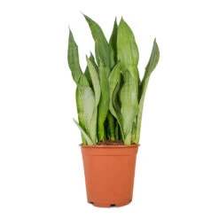 Sansevieria Trifasciata Moonshine - Snake Plant -Plant potted plants Sansevieria trifasciata Moonshine Snake Plant 21x70cm 4