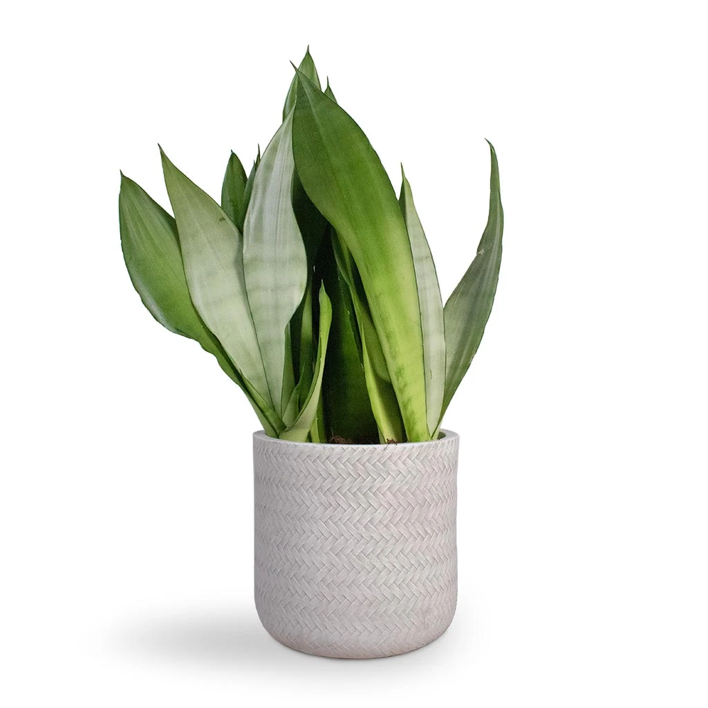 Angle Cylinder Plant Pot - White 6 Angle Cylinder Plant Pot - White - Image 4