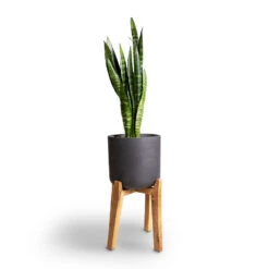 Charlie Plant Pot - Tall Stand - Black Washed -Plant potted plants Sansevieria trifasciata Moonshine Snake Plant 21x70cm Charlie Plant Pot Tall Stand Black Washed 32x51cm