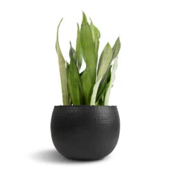Sansevieria Trifasciata Moonshine - Snake Plant -Plant potted plants Sansevieria trifasciata Moonshine Snake Plant 21x70cm Hammered Bowl Black with Copper 30x20cm 1 76c68d4a fb3f 4781 8ce6 fb581591e0ea