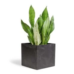Sansevieria Trifasciata Moonshine - Snake Plant -Plant potted plants Sansevieria trifasciata Moonshine Snake Plant 21x70cm Maud Artstone Plant Pot Black 32x32x29cm