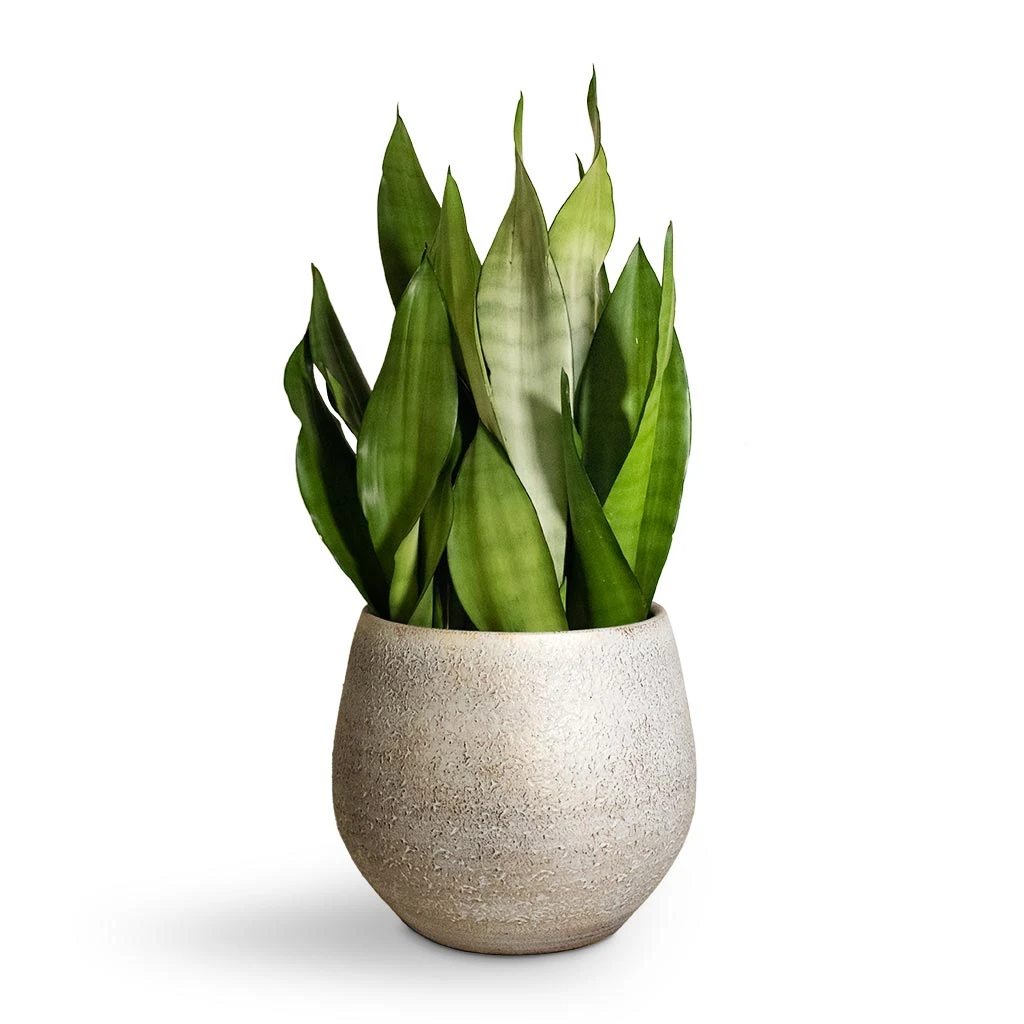 Noor Plant Pot - Metallic Grey 6 Noor Plant Pot - Metallic Grey - Image 4