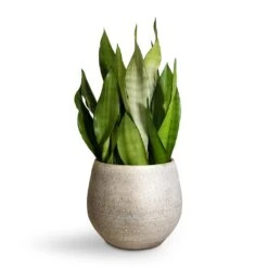 Sansevieria Trifasciata Moonshine - Snake Plant -Plant potted plants Sansevieria trifasciata Moonshine Snake Plant 21x70cm Noor Plant Pot Metallic Grey 27x25cm 2 4c19579b eb5c 421b ae78 cc1e846d0c1f