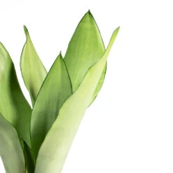 Sansevieria Trifasciata Moonshine - Snake Plant -Plant potted plants Sansevieria trifasciata Moonshine Snake Plant 9cm Close Up