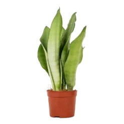 Sansevieria Trifasciata Moonshine - Snake Plant -Plant potted plants Sansevieria trifasciata Moonshine Snake Plant 9x25cm
