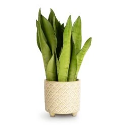 Sansevieria Trifasciata Moonshine - Snake Plant -Plant potted plants Sansevieria trifasciata Moonshine Snake Plant 9x25cm Bilbao Plant Pot Pale Jade 10.5x10cm 559c7640 565e 43e0 bb3e 1498d046aa6e