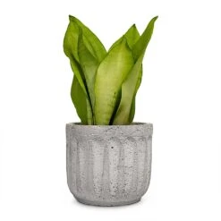 Sansevieria Trifasciata Moonshine - Snake Plant -Plant potted plants Sansevieria trifasciata Moonshine Snake Plant 9x25cm Plant Pot Duncan Cement 14x13cm a14413be 4894 4f84 b91b f4bef59535e8