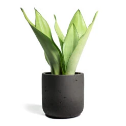 Sansevieria Trifasciata Moonshine - Snake Plant -Plant potted plants Sansevieria trifasciata Moonshine Snake Plant Charlie Plant Pot Black Washed