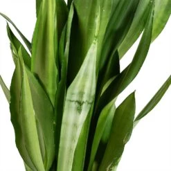 Sansevieria Trifasciata Moonshine - Snake Plant -Plant potted plants Sansevieria trifasciata Moonshine Snake Plant Stems