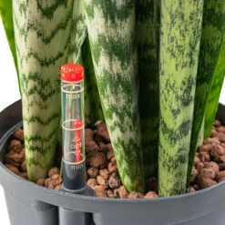 Sansevieria Zeylanica - HydroCare -Plant potted plants Sansevieria zeylanica HydroCare 18 19x60cm