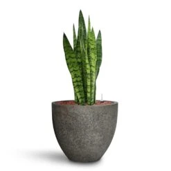 Jesslyn Cement & Stone Plant Pot - Granite Grey -Plant potted plants Sansevieria zeylanica HydroCare Cement Stone Cody Plant Pot Granite Grey a9b27aea c58d 4e6c b101 ab8b6e748978