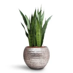 Sansevieria Zeylanica - HydroCare -Plant potted plants Sansevieria zeylanica HydroCare Opus Hammered Globe Planter Silver