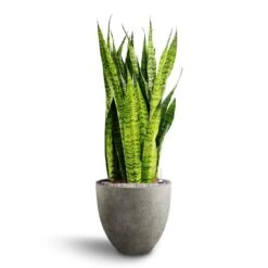 Grigio Egg Pot Planter - Natural Concrete 35 Grigio Egg Pot Planter - Natural Concrete -Plant potted plants Sansevieria zeylanica Hydroculture Grigio Egg Pot Planter Natural Concrete 2ccd35f3 123f 42f5 ab86 f43d01f961be