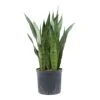 Sansevieria Zeylanica - HydroCare -Plant potted plants Sansevieria zeylanica Hydroculture Indoor Plant Large