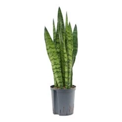 Sansevieria Zeylanica - HydroCare -Plant potted plants Sansevieria zeylanica Hydroculture Indoor Plant Small