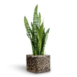 Sansevieria Zeylanica - HydroCare -Plant potted plants Sansevieria zeylanica Hydroculture Lava Cube Relic Planter Black 785217e9 17be 4c34 af90 3edacf8f127e